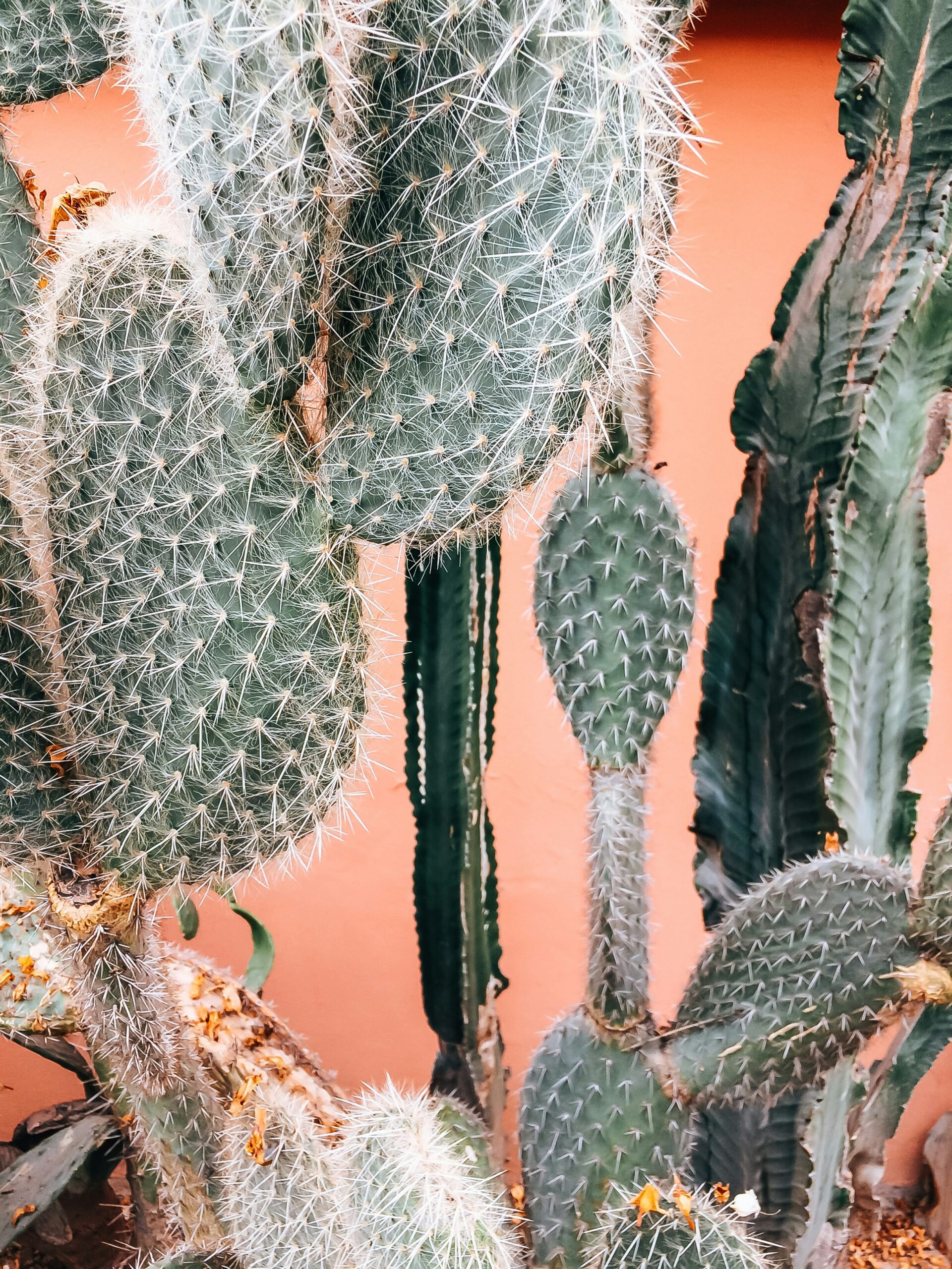 green cactus